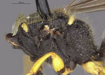 Media type: image;   Entomology 31113 Aspect: thorax lateral